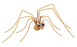 spider